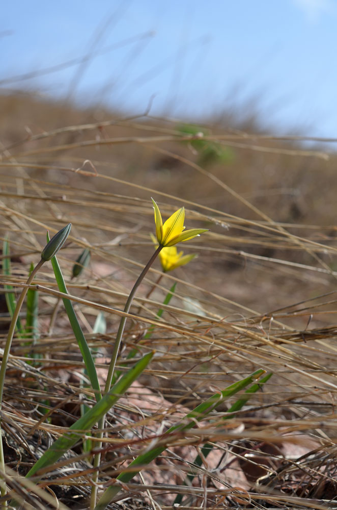 Image of Tulipa dasystemon specimen.