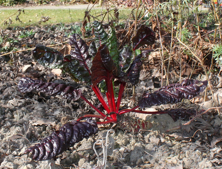 Изображение особи Beta vulgaris ssp. cicla.