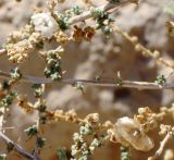 Salsola cyclophylla