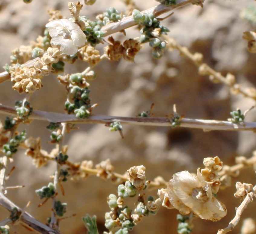 Image of Salsola cyclophylla specimen.