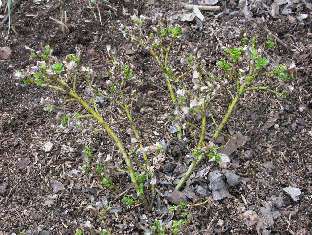 Image of Salix tschuktschorum specimen.