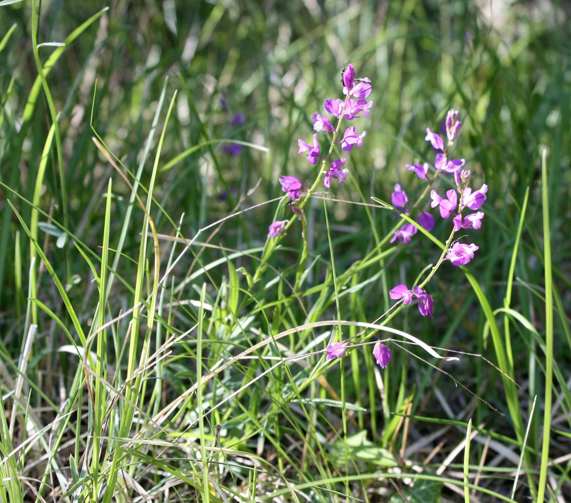 Image of Polygala nicaeensis specimen.