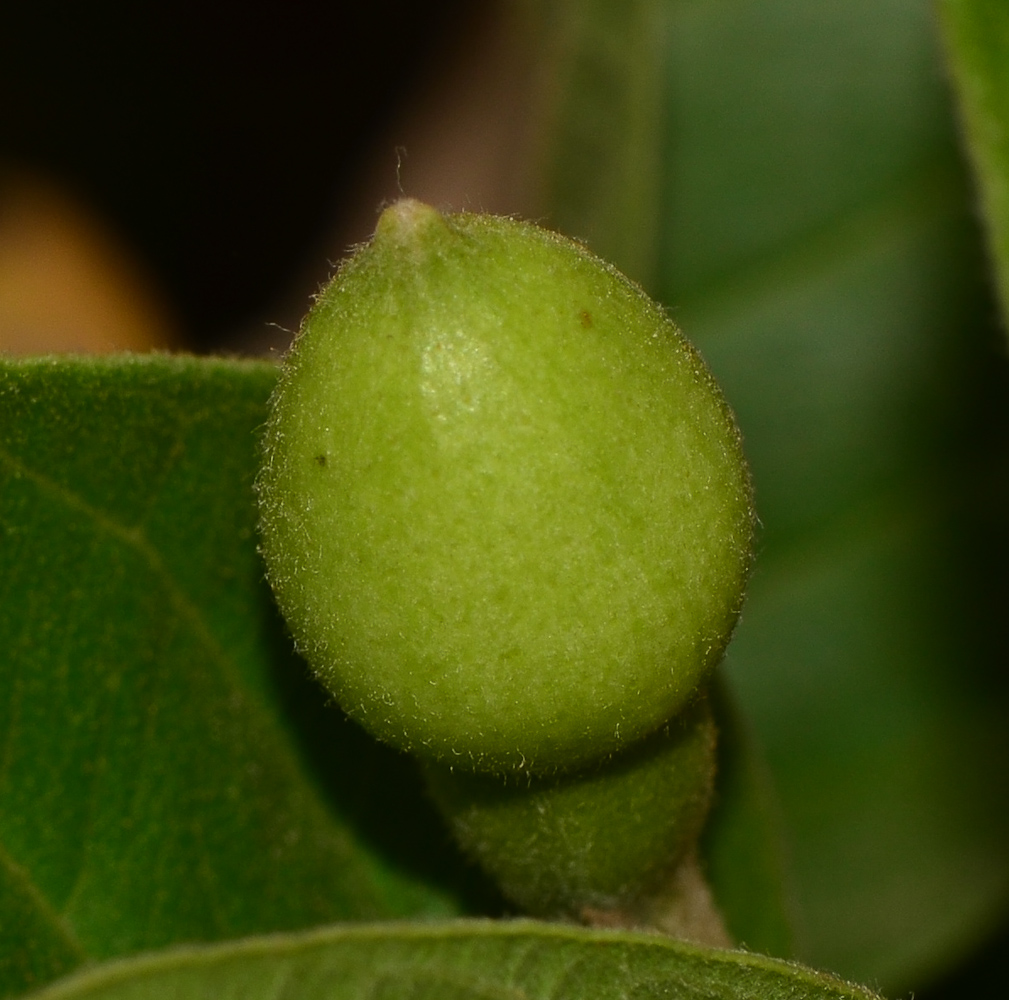 Image of Psidium guajava specimen.