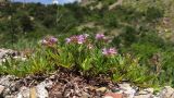 Thymus elenevskyi