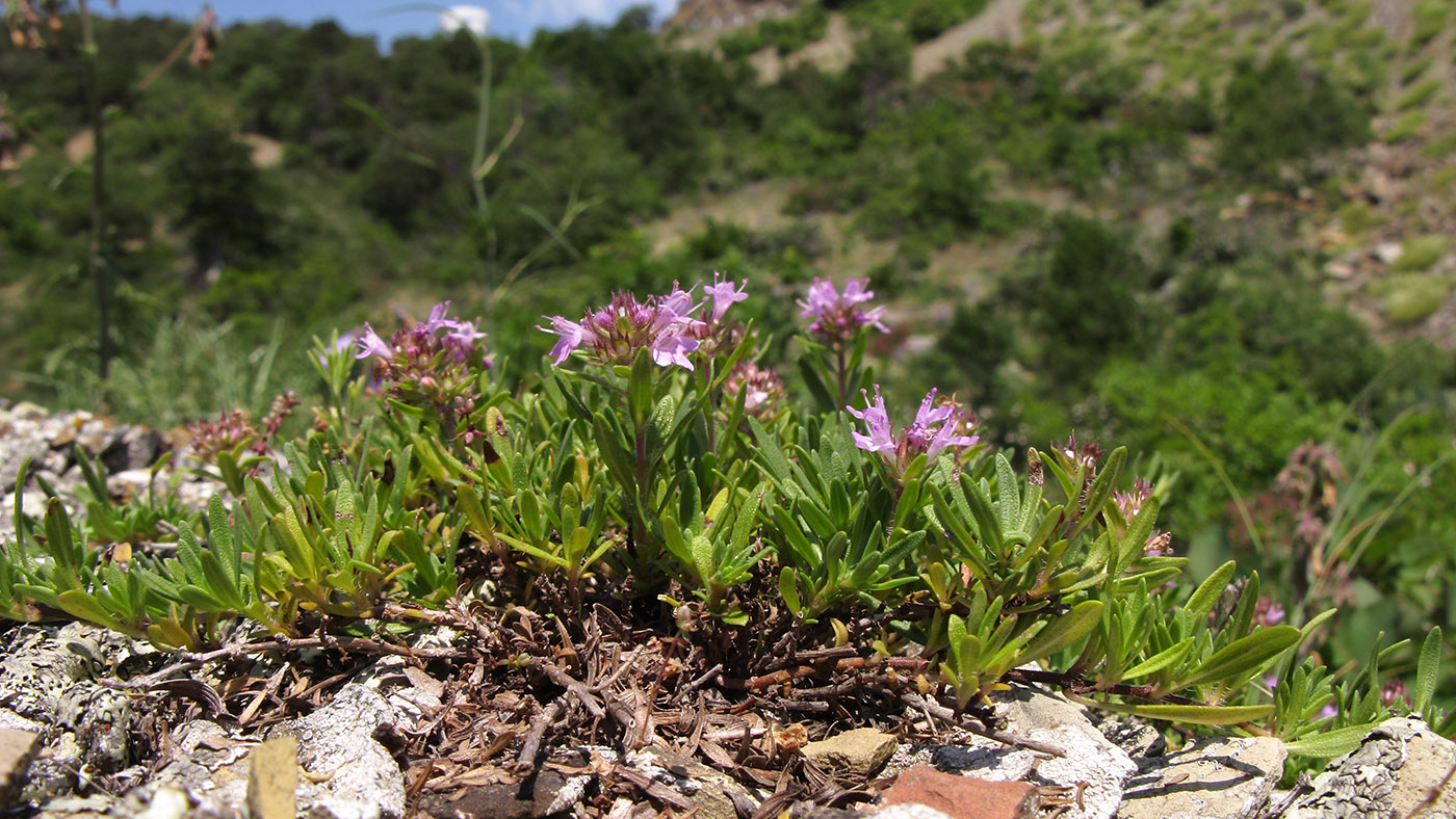 Изображение особи Thymus elenevskyi.