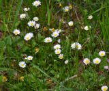 Bellis perennis. Цветущие растения. Крым, Байдарская долина, окр. с. Передовое. 2 мая 2014 г.