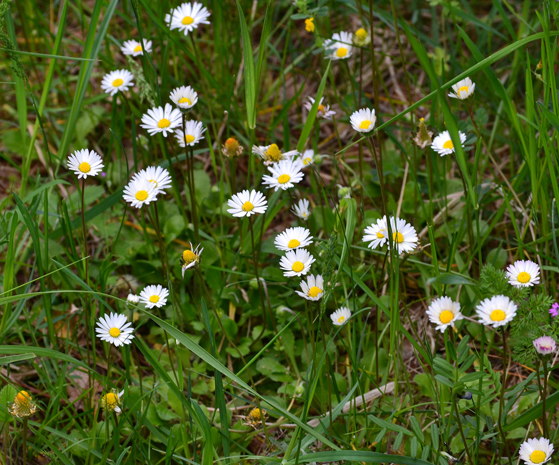 Image of Bellis perennis specimen.