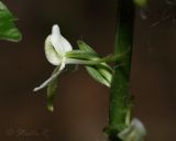 Platanthera bifolia. Цветок. Молдова, Оргеевский р-н, с. Ватич, окраина дубово-грабового леса. 04.06.2014.