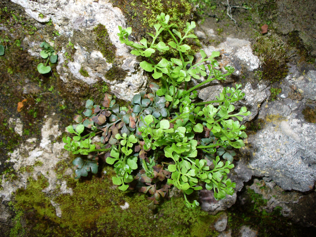 Изображение особи Asplenium ruta-muraria.