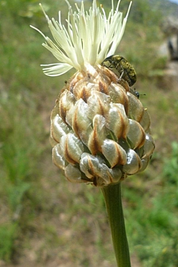 Image of Stemmacantha integrifolia specimen.
