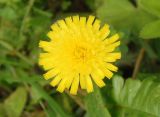 genus Pilosella