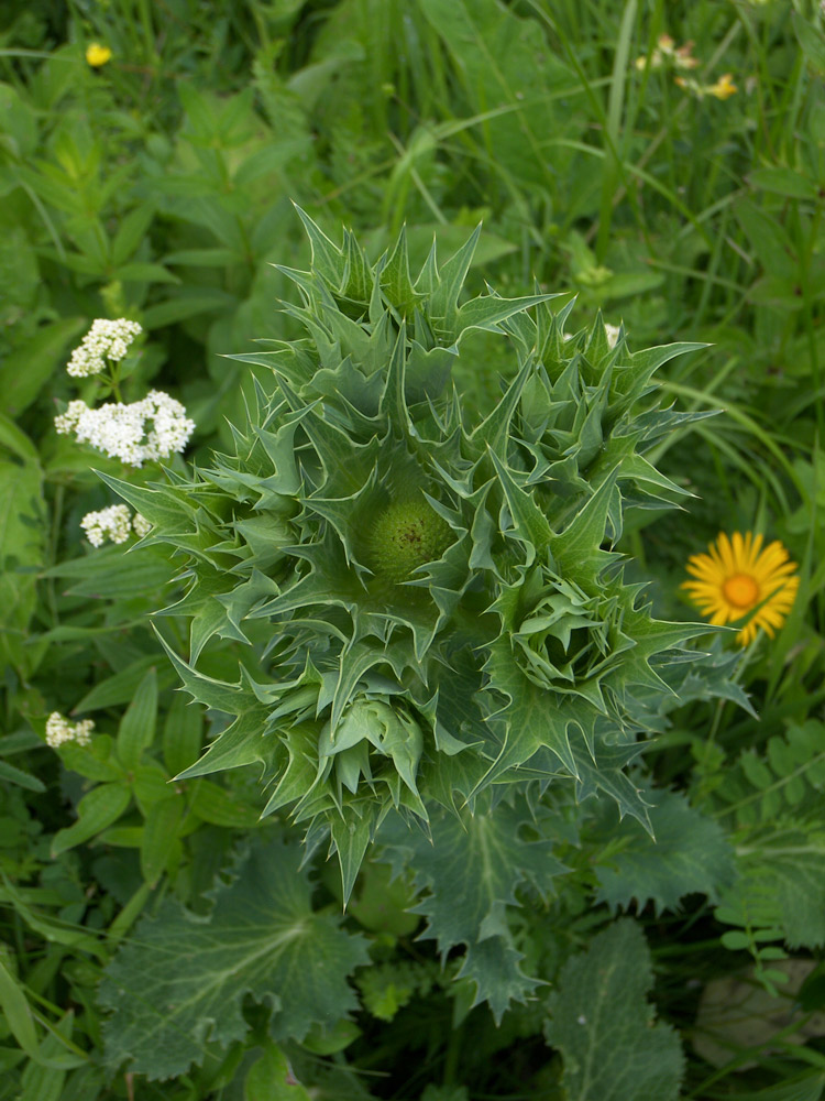 Изображение особи Eryngium giganteum.