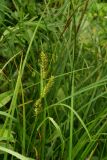 Carex atherodes