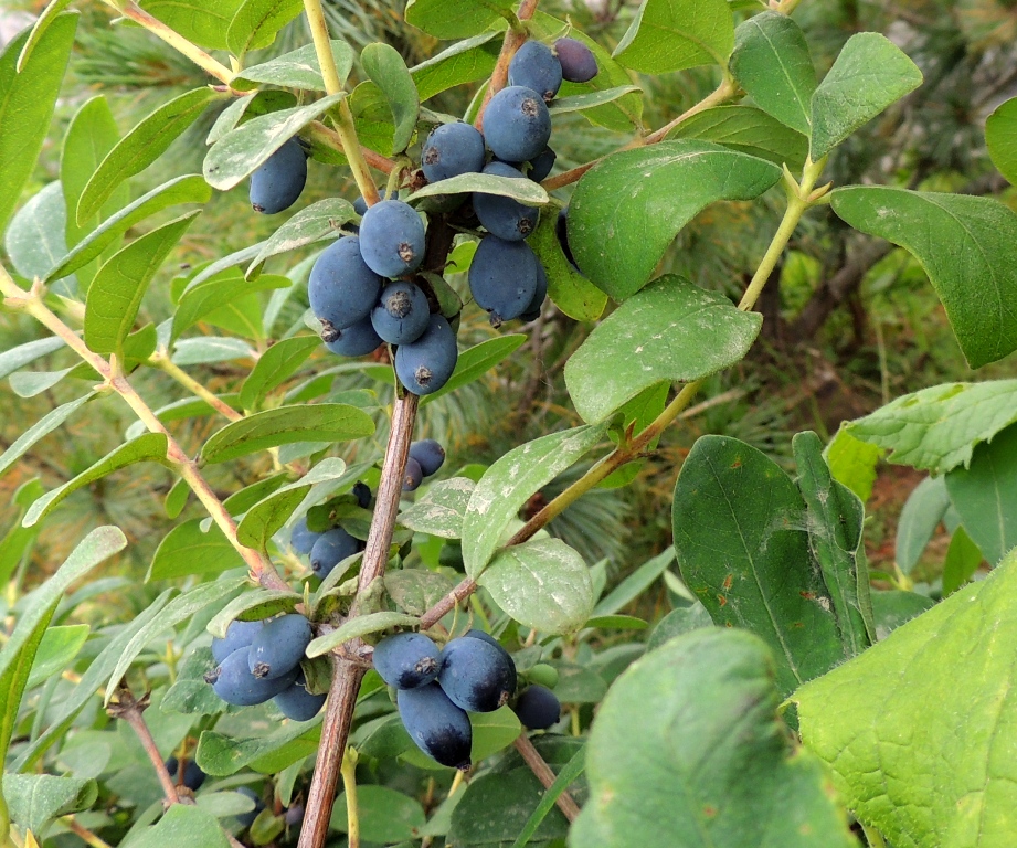 Изображение особи Lonicera edulis.