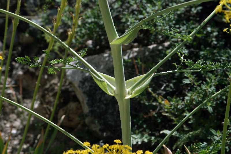 Изображение особи Ferula samarkandica.