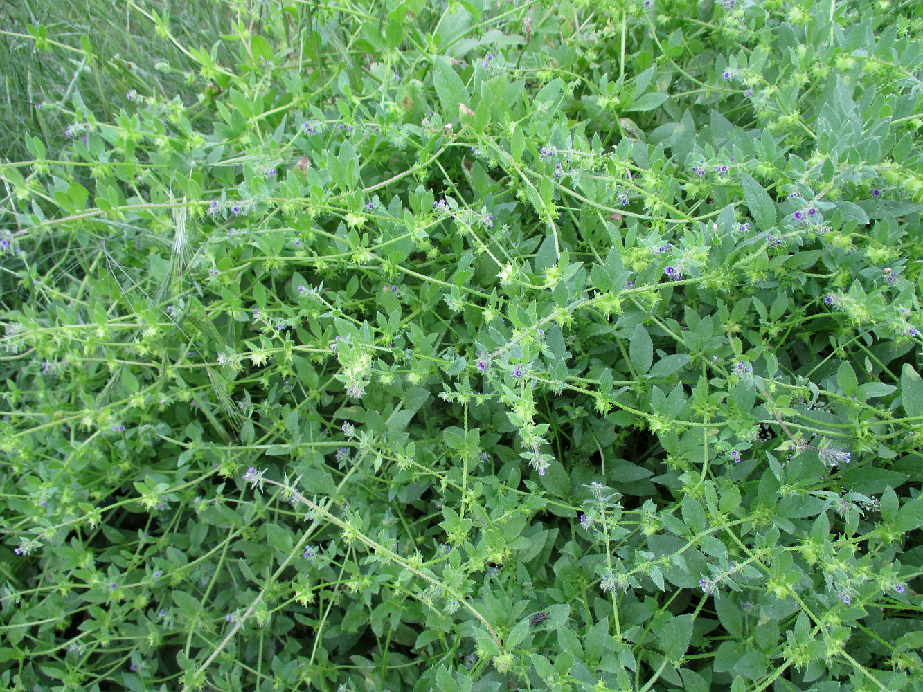 Image of Asperugo procumbens specimen.