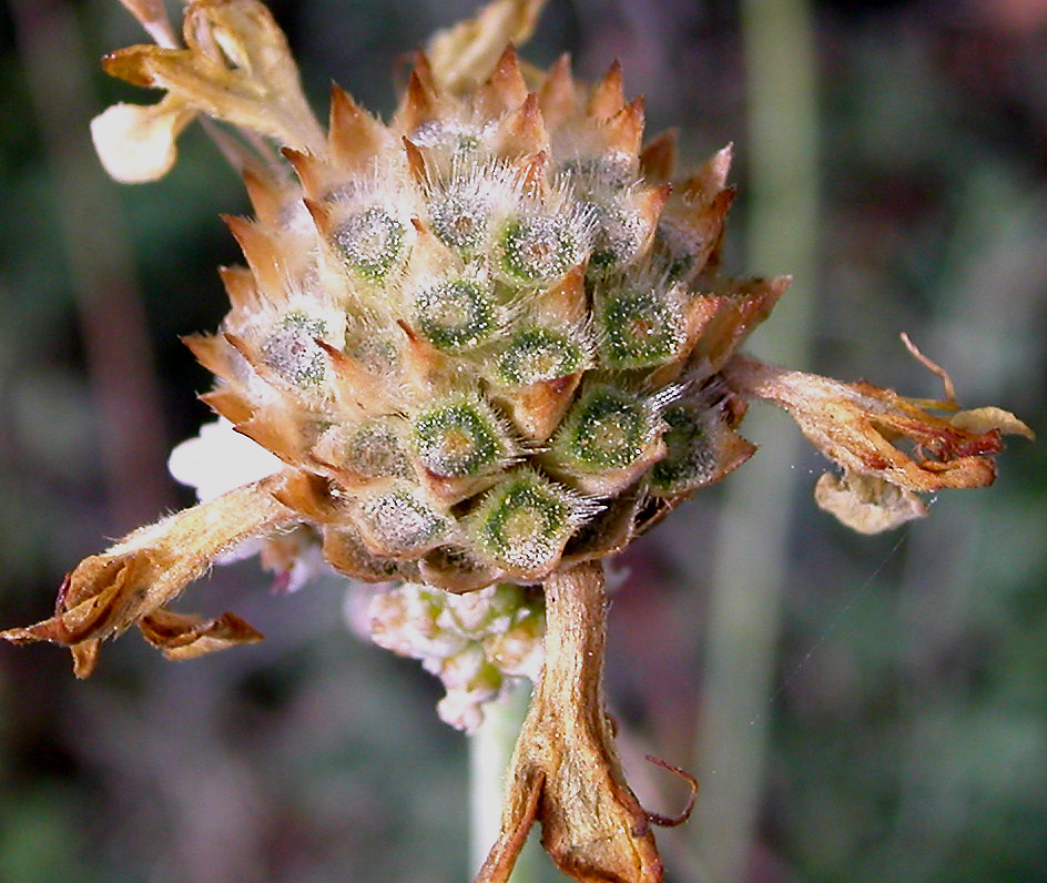 Изображение особи Cephalaria uralensis.