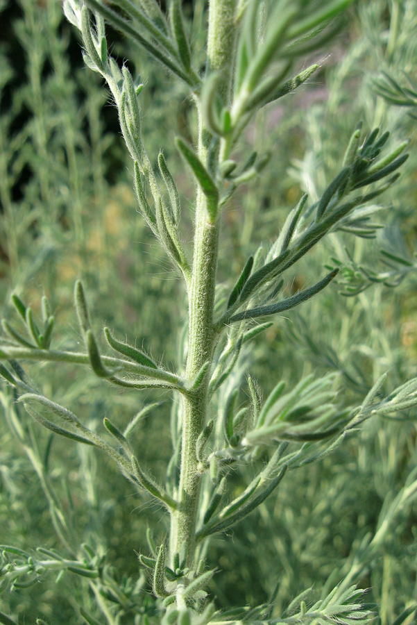 Image of Sedobassia sedoides specimen.