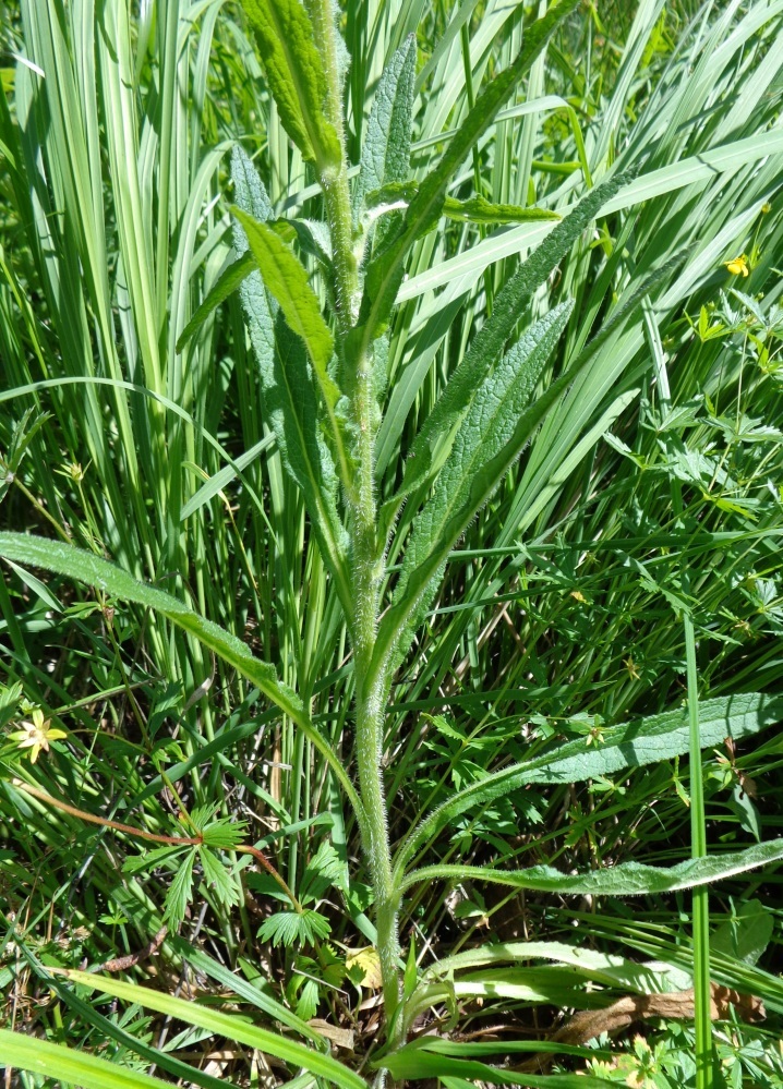Image of Campanula cervicaria specimen.
