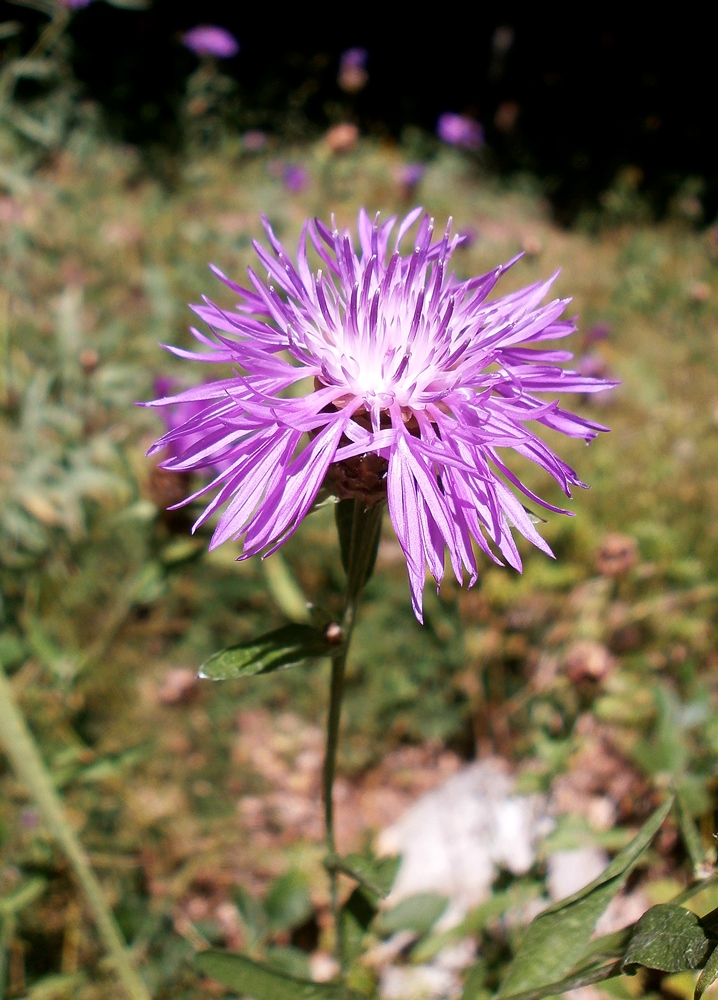 Изображение особи Centaurea jacea.