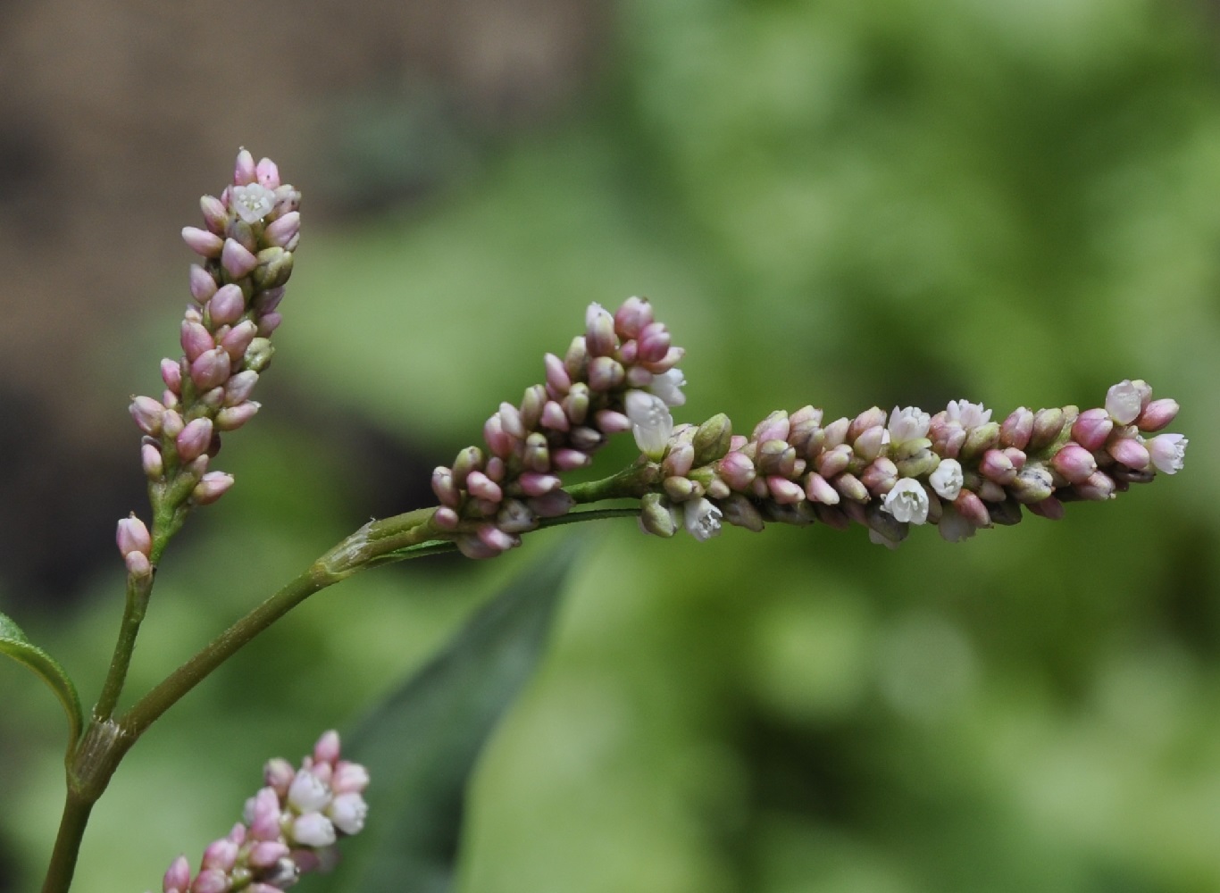 Image of genus Persicaria specimen.