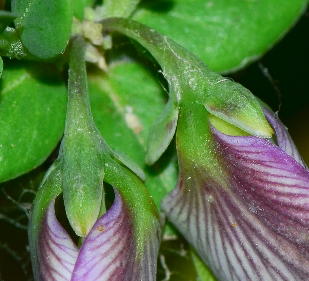 Image of Polygala myrtifolia specimen.