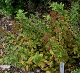 Spiraea latifolia