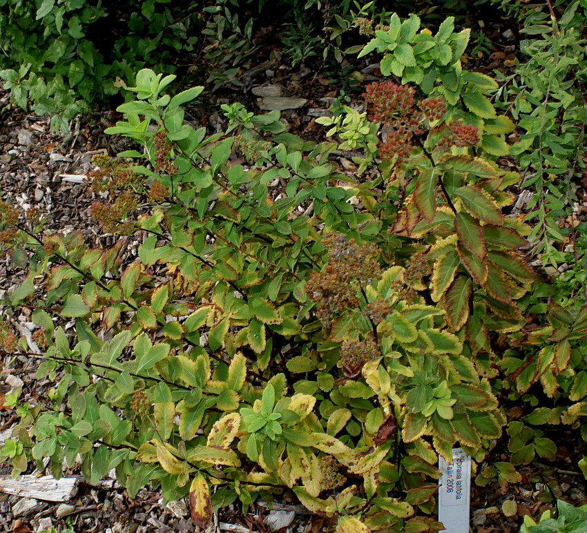 Image of Spiraea latifolia specimen.