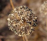 Allium senescens. Сухое соплодие с семенами. Амурская обл., в ~30 км севернее Благовещенска, понижение перед холмом. 08.10.2014.