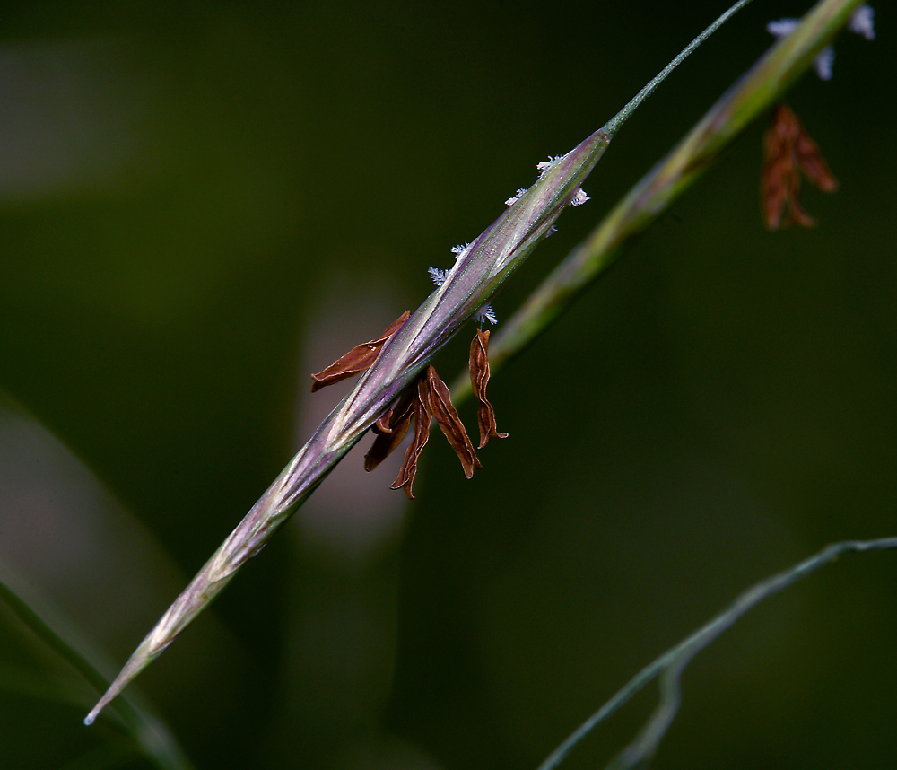 Изображение особи Bromopsis inermis.