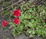 Mimulus cupreus