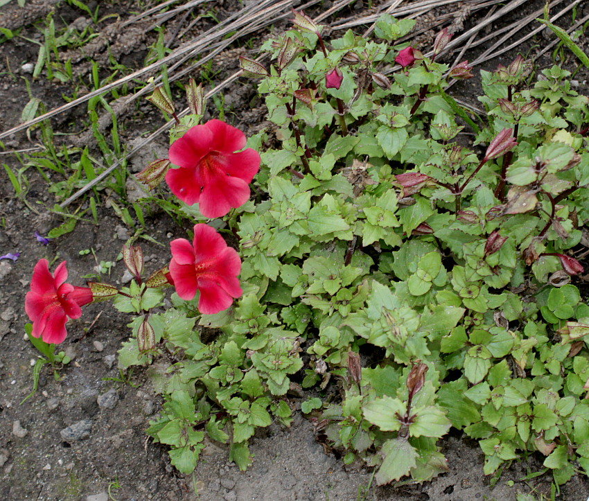 Изображение особи Mimulus cupreus.