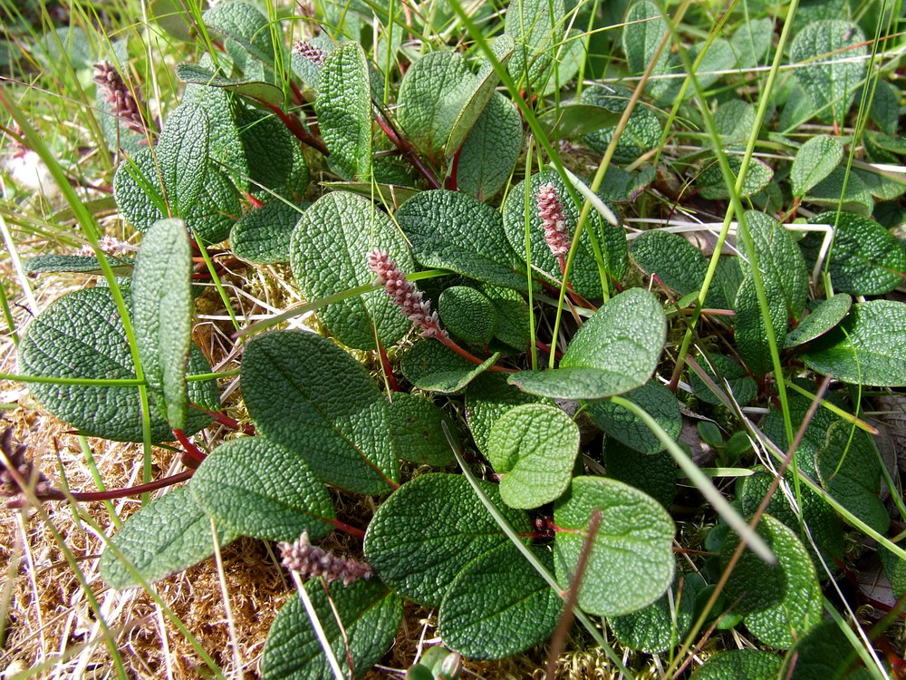 Image of Salix reticulata specimen.