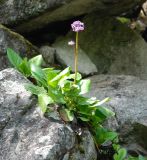 Bergenia crassifolia. Цветущее растение на скале. Бурятия, южная часть Баргузинского хребта, берег ручья Снежного. 15.07.2009.
