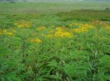 Смотреть изображение Senecio cannabifolius