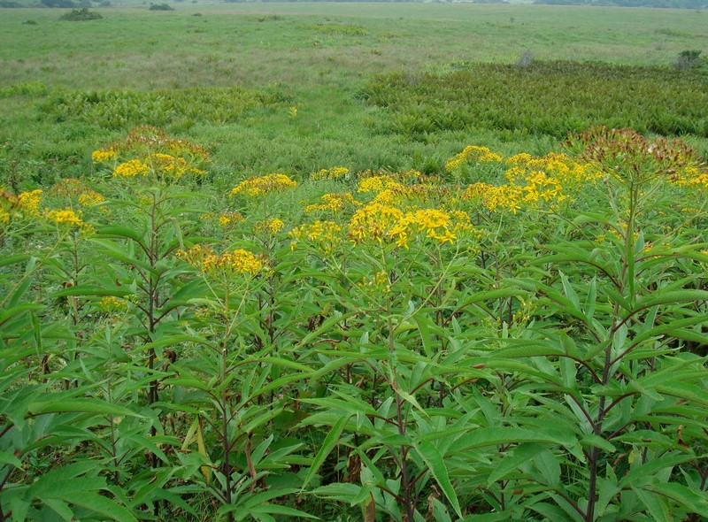 Image of Senecio cannabifolius specimen.