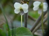 Viola hultenii