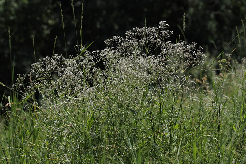 Image of Gypsophila paniculata specimen.
