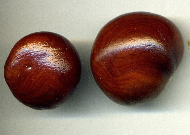 Image of Aesculus hippocastanum specimen.