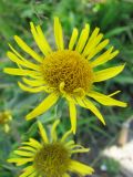 Inula britannica. Соцветие. Иркутская обл., г. Бодайбо, обочина дороги. 6.08.2008.