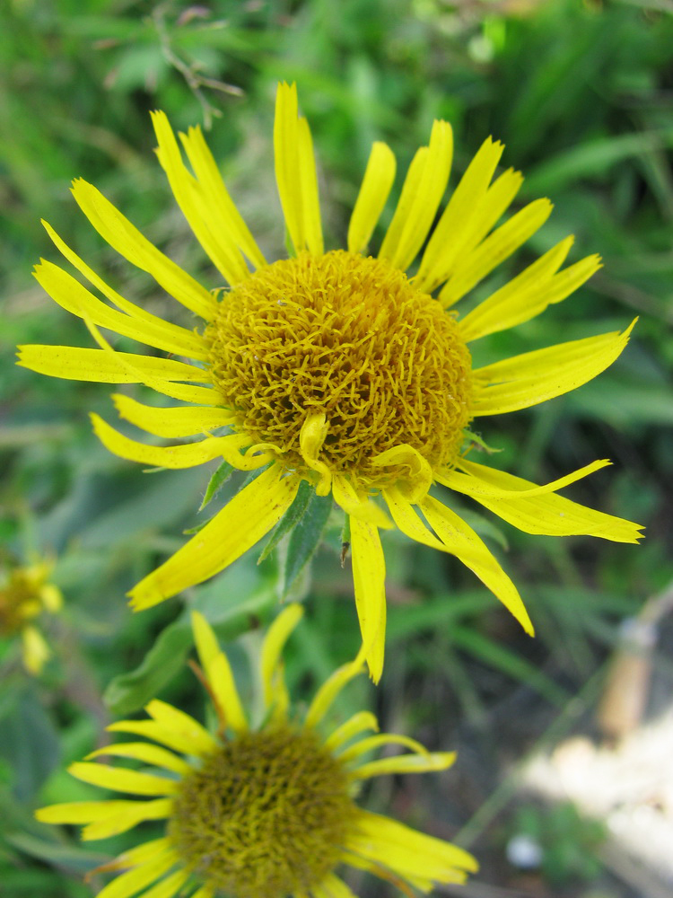 Image of Inula britannica specimen.