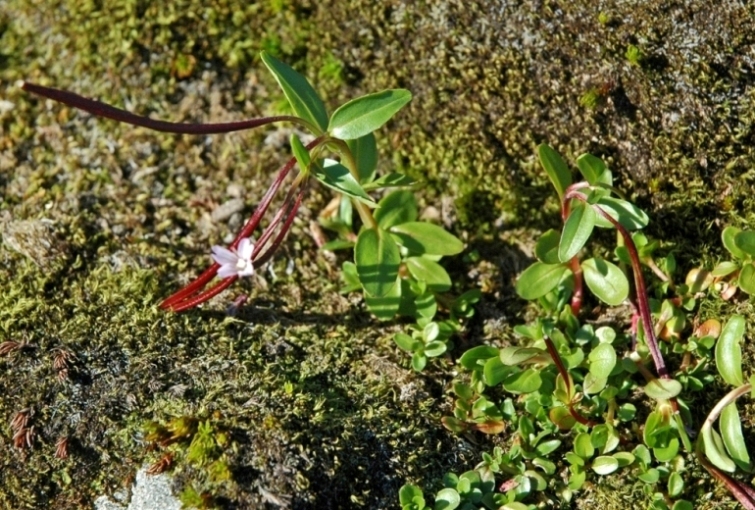 Image of Epilobium anagallidifolium specimen.