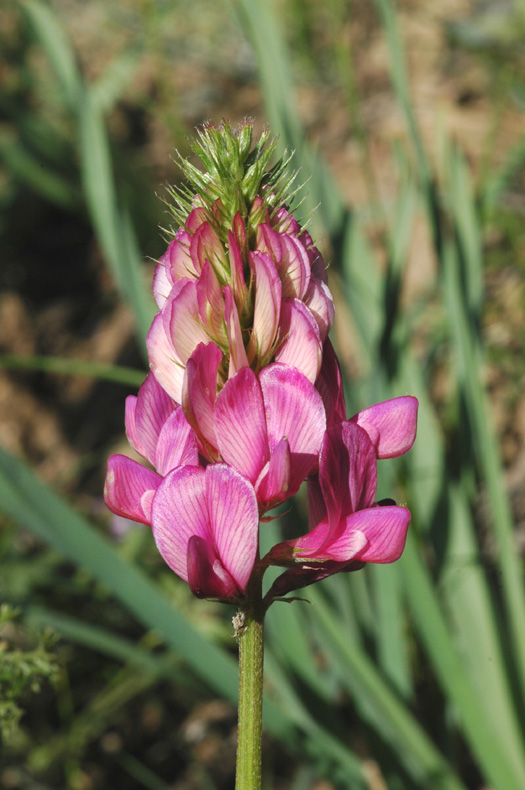 Image of Hedysarum songoricum specimen.