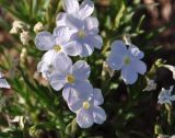 Phlox sibirica