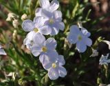 Phlox sibirica. Цветки. Республика Бурятия, Прибайкальский р-н, окр. пос. Старое Татаурово. 05.06.2015.