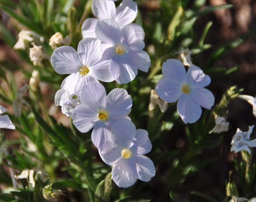 Image of Phlox sibirica specimen.
