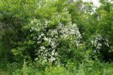 Clematis mandshurica. Цветущее растение. Приморский край, Уссурийский гор. округ, окр. с. Монакино. Июль 2008 г.