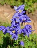 Aquilegia glandulosa. Цветки. Бурятия, Окинский р-н, перевал Чойган-Дабан, ≈ 1900 м н.у.м., субальпийский луг у верхней границы леса. 09.07.2015.