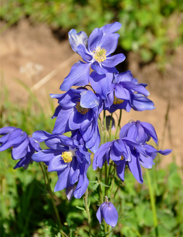 Image of Aquilegia glandulosa specimen.