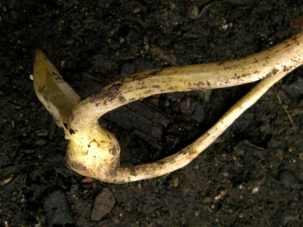 Image of Corydalis bombylina specimen.